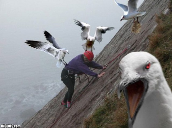 rock-climbing-gone-bad-from-evil-seagull