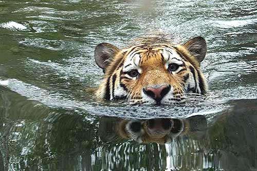 l schwimmender tiger 1 600