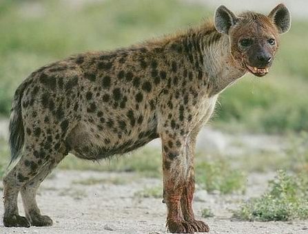 Факты о гиенах Биология