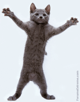 tlzckuq_funny_pictures_animated_dancing_cat.gif