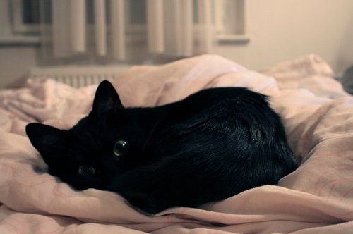 9hcJCt animal-bed-black-black-cat-black-