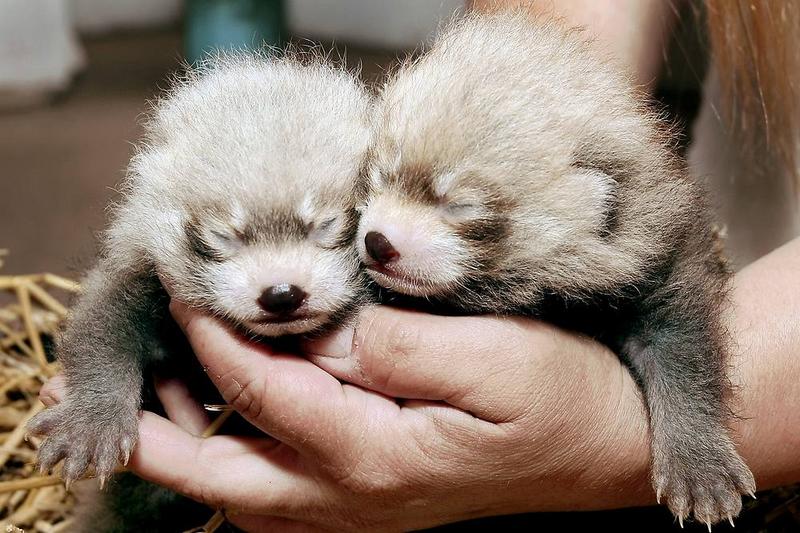 Die schönsten Tiere/Tierbilder der Welt (Seite 30) - Allmystery