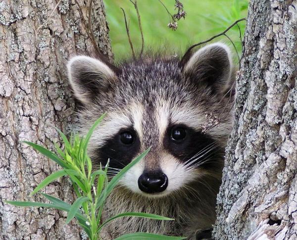 Die schönsten Tiere/Tierbilder der Welt (Seite 30) Allmystery