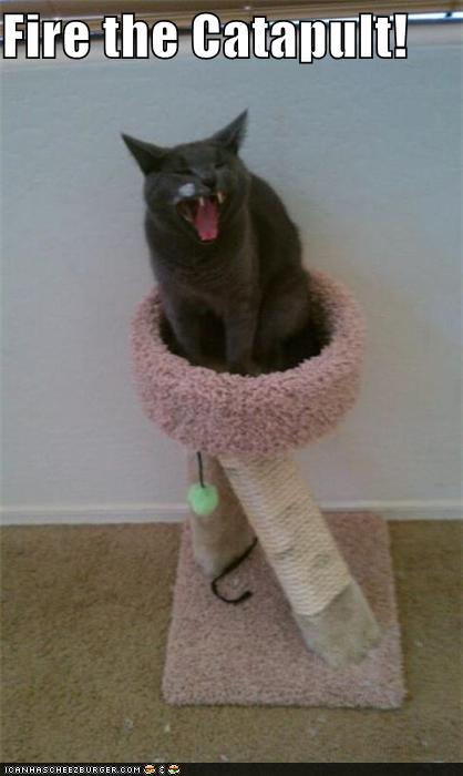 tsqXVgQ_funny-pictures-fire-the-catapult.jpg