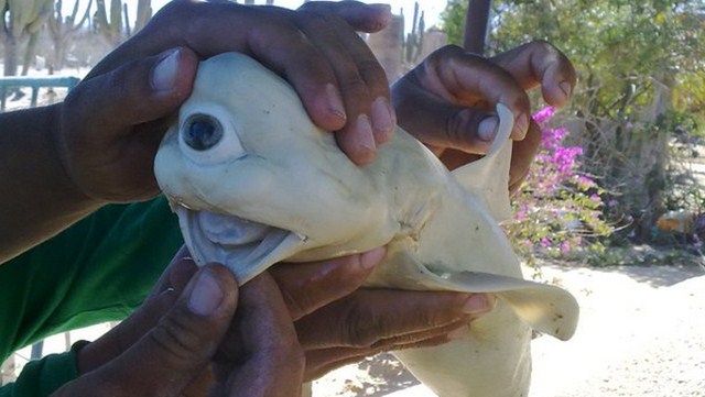 One-eyed-Baby-Shark-Found-In-Mexico2
