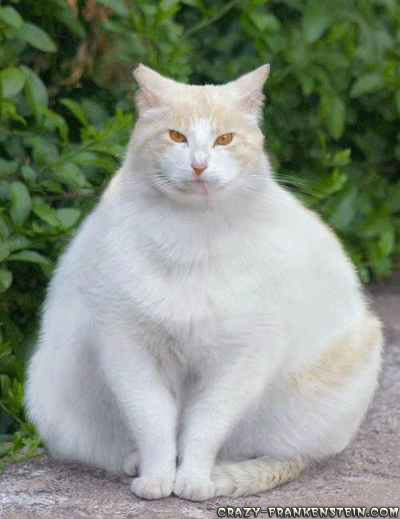 [Bild: tu7oQEf_white-fat-cat.jpg?bc]
