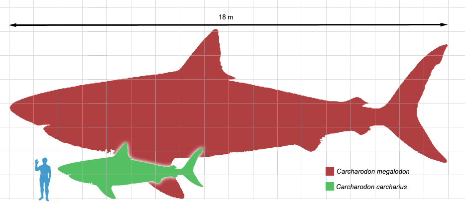 Megalodon scale1
