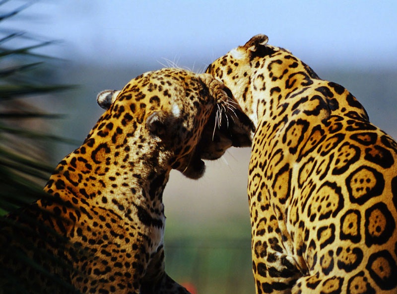 Die schönsten Tiere/Tierbilder der Welt (Seite 51) Allmystery