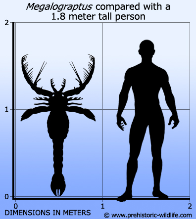 f3a2366cdeef megalograptus-size