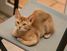 220px-Abyssinian cat with amber eyes and