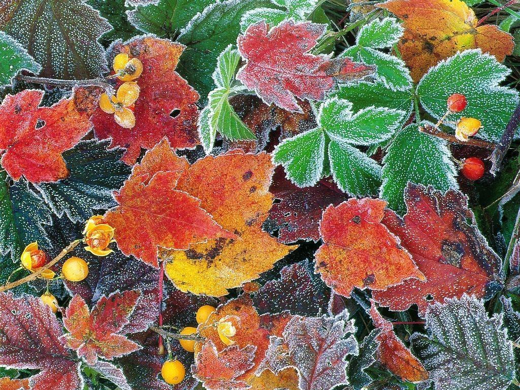 /dateien/uh28902,1159097314,wallpaper-frosty-autumn-leaves