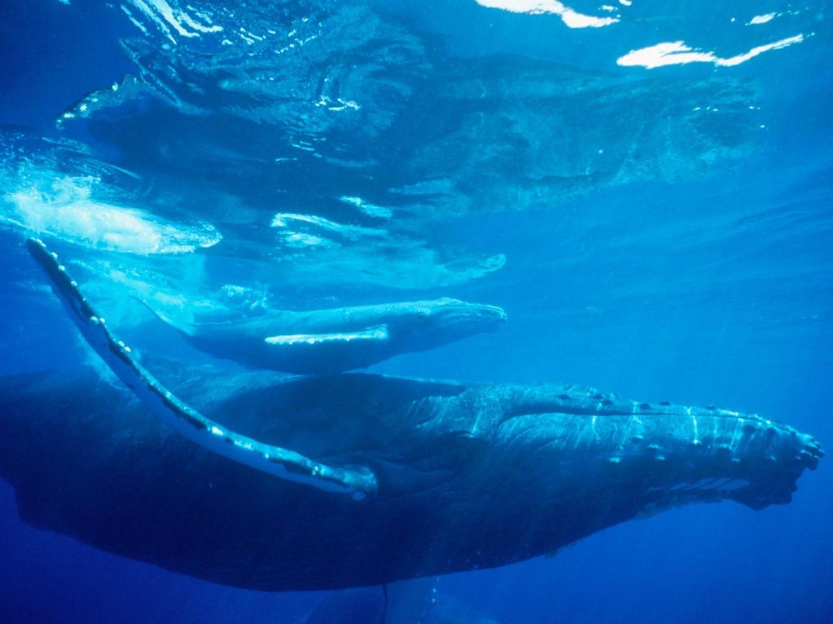 /dateien/uh28902,1162029079,Humpback Whale, Hawaii