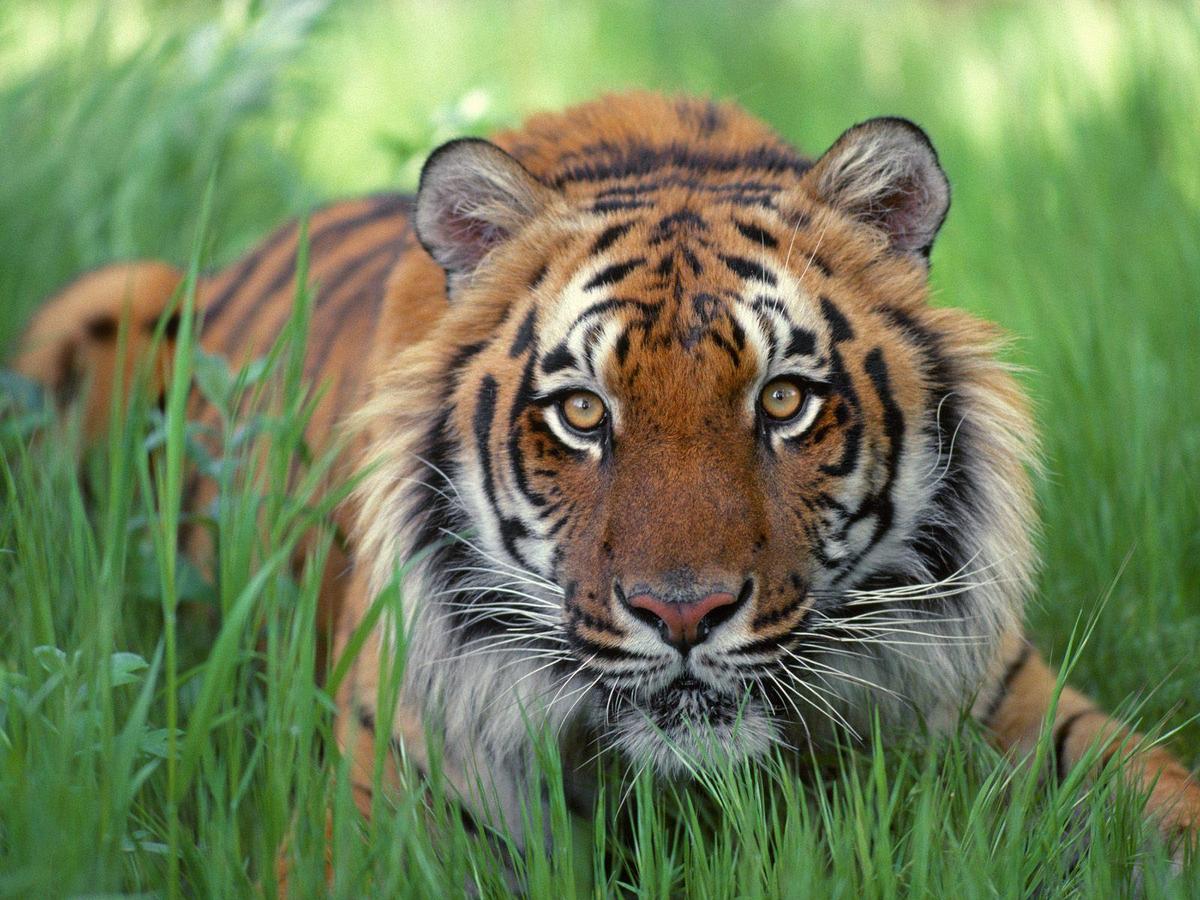 /dateien/uh28902,1175295874,Watchful Eyes, Bengal Tiger