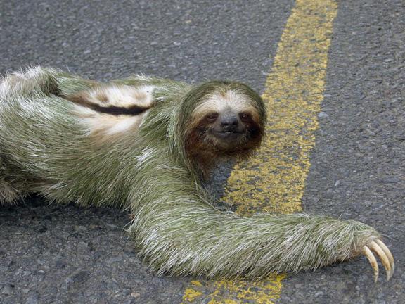 /dateien/vo67690,1289616868,sloth20052small
