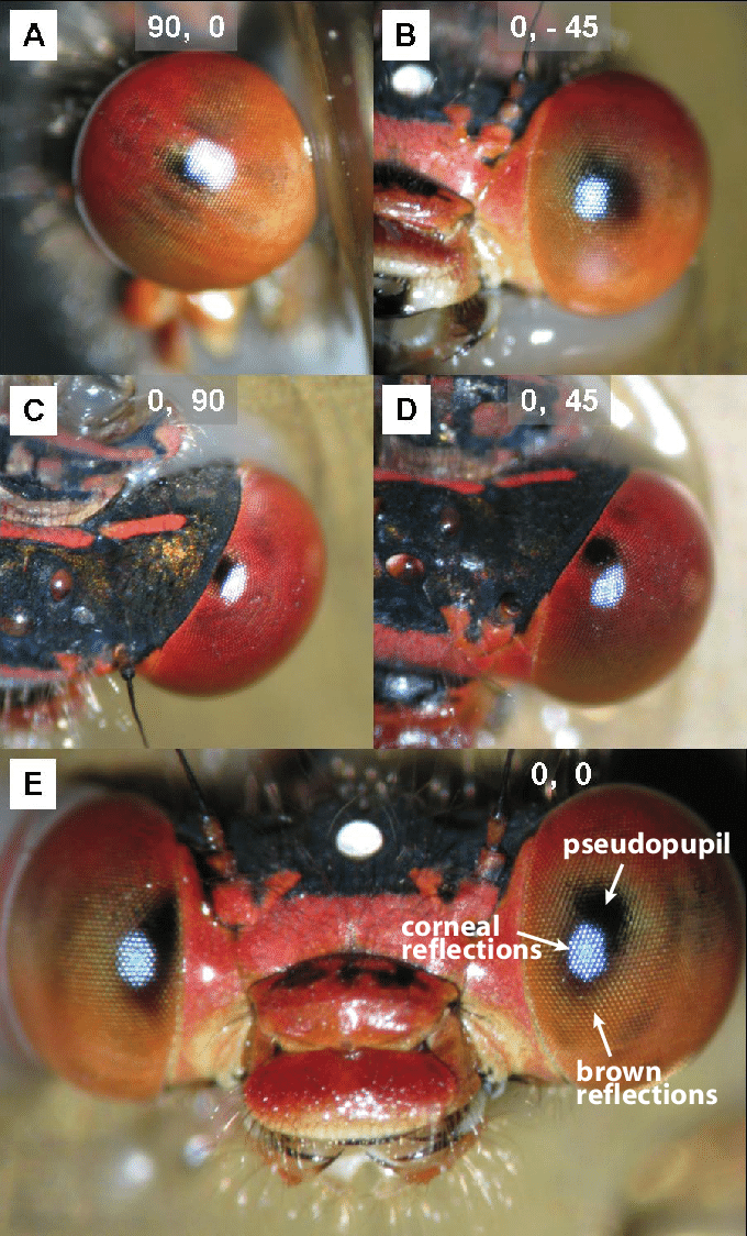 Photographs-of-the-damselfly-eye-showing