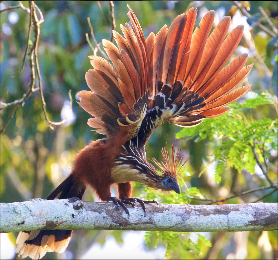  The Hoatzin or  reptile bird  is the on