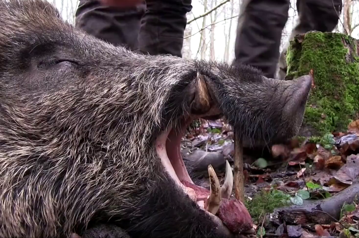 1280px-Dead wild boar big tusks Sweden 0