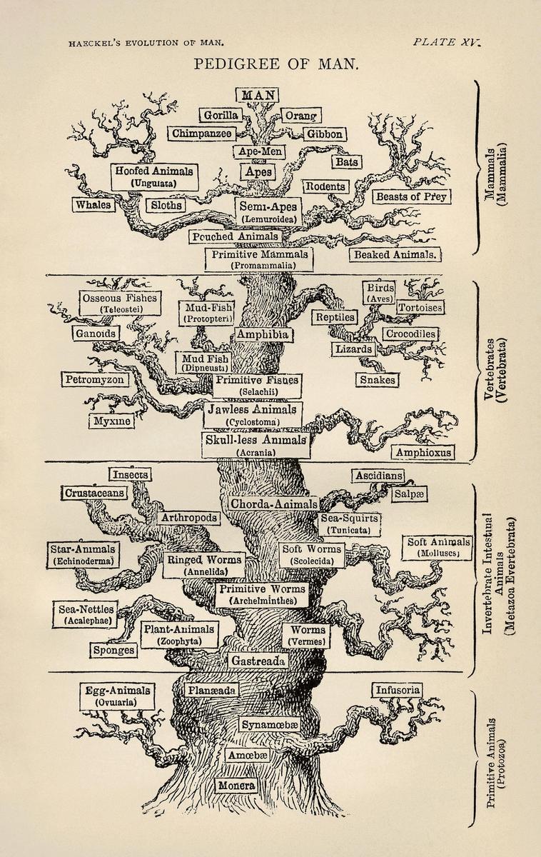 Tree of life by Haeckel