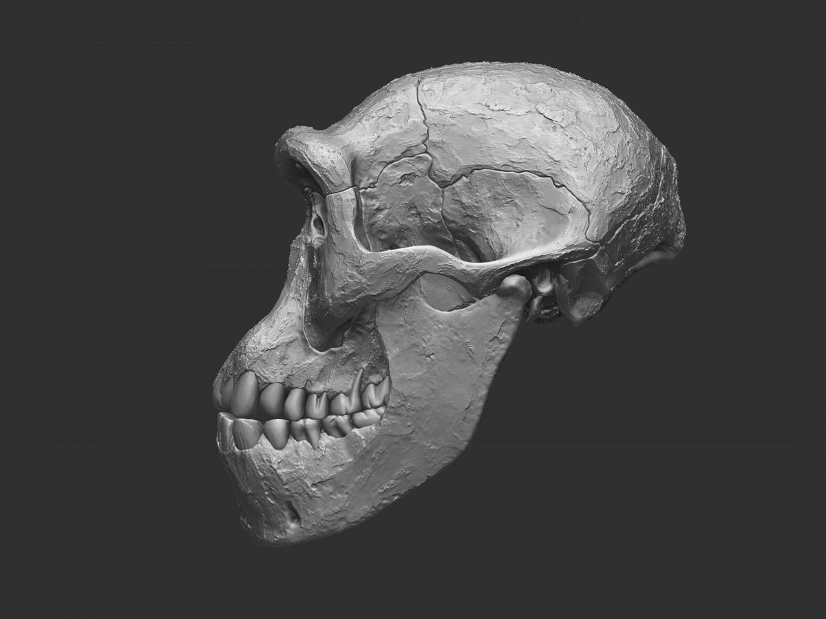 homo-erectus-dmanisi-skull-02