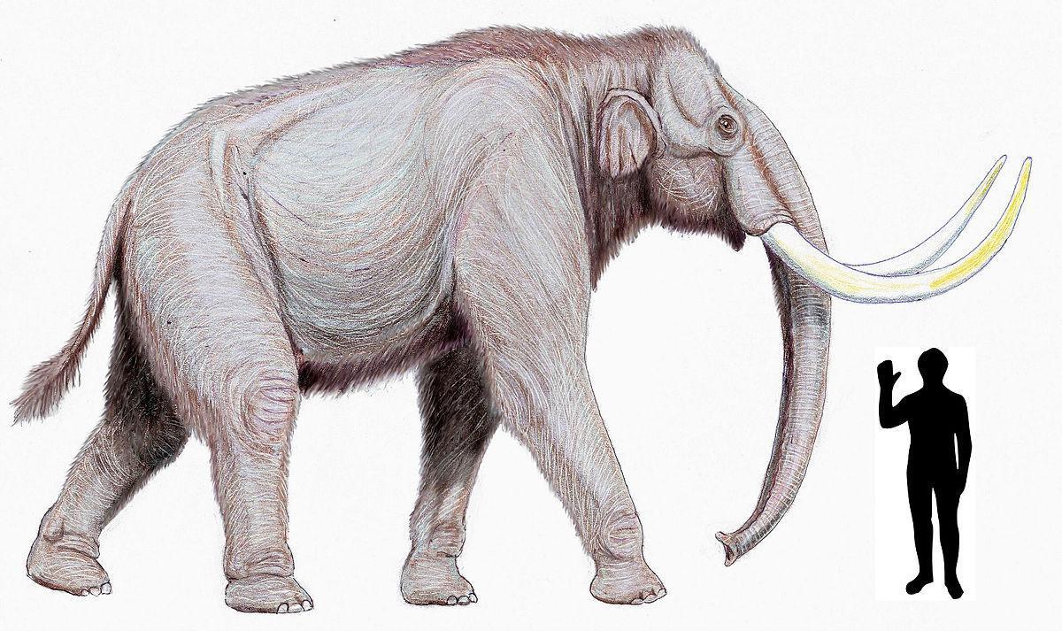1200px-Steppe mammoth size