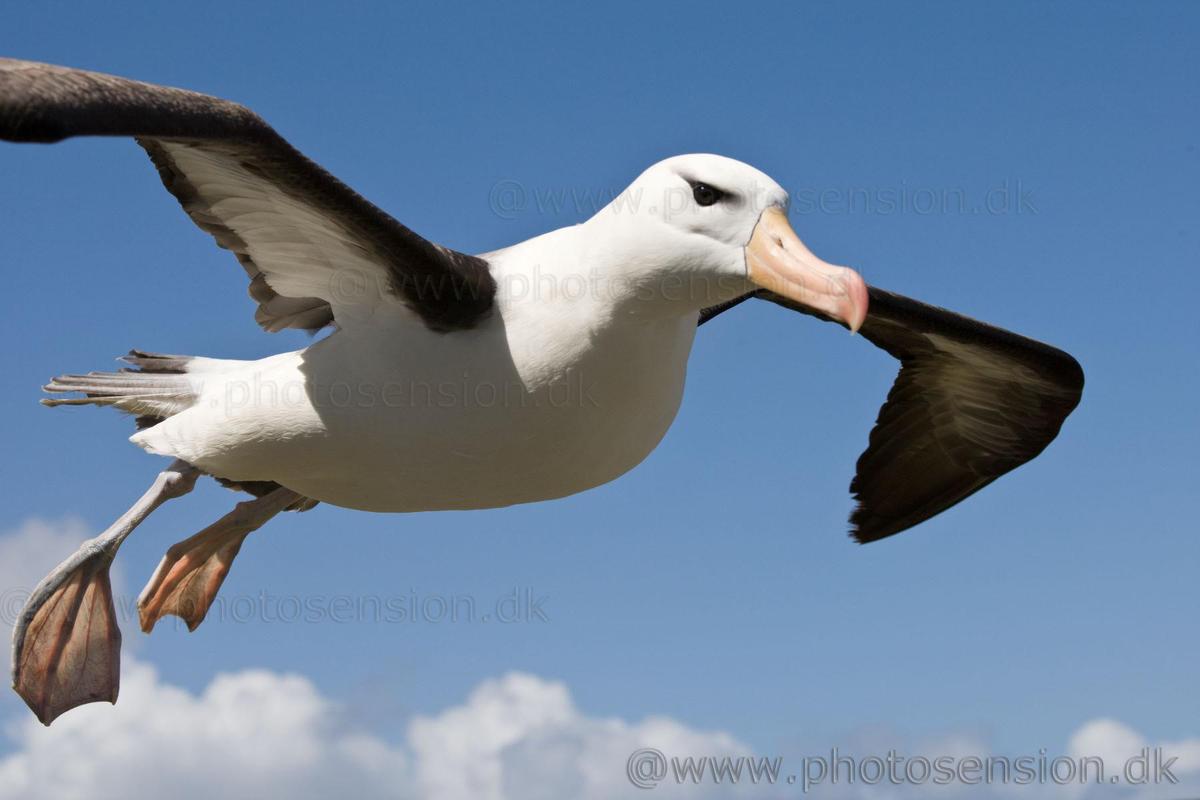 flying-black-browed-albatross-close-up-2