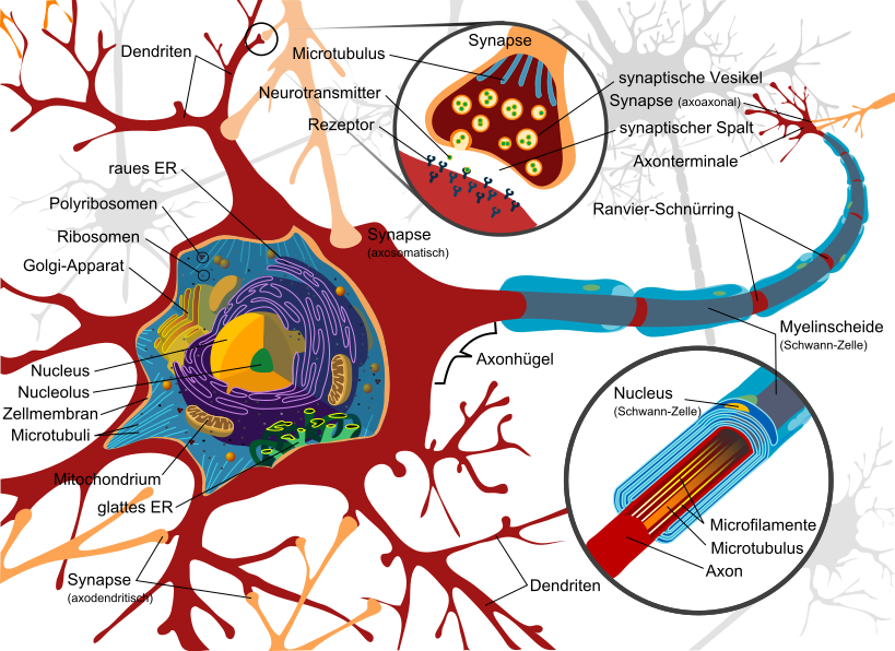 Complete neuron cell diagram de