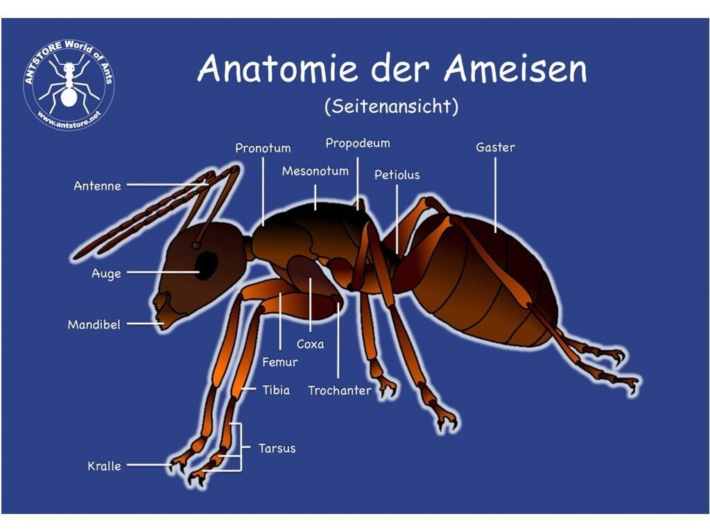 poster anatomie der ameisen - seitenansi