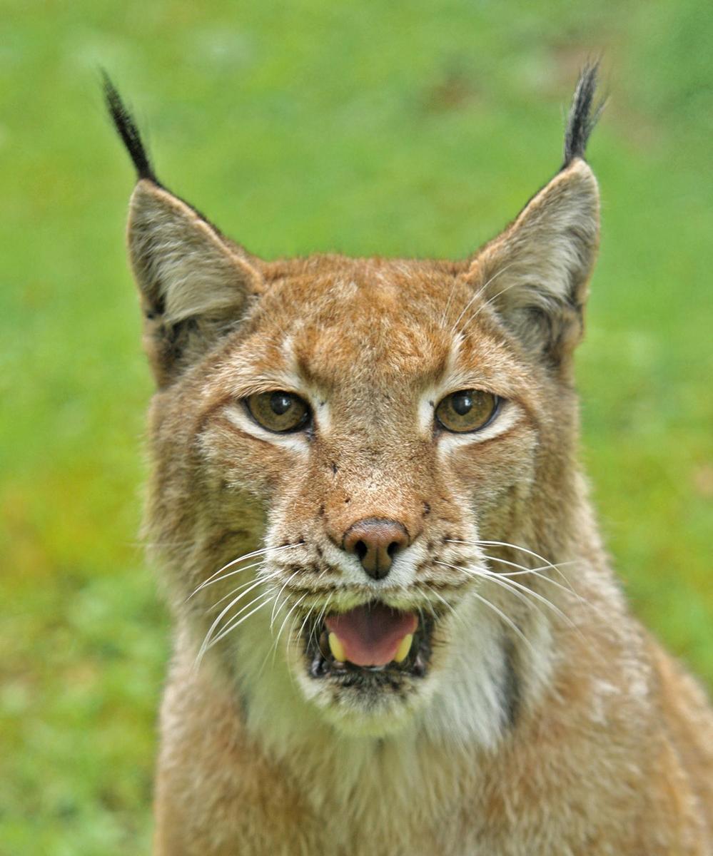 Lynx lynx 28Linnaeus 1758 29