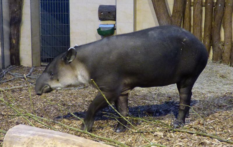 5cdd08 tapier