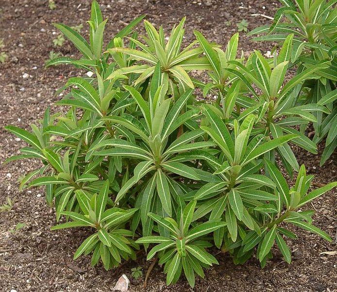 Euphorbia mellifera PDB