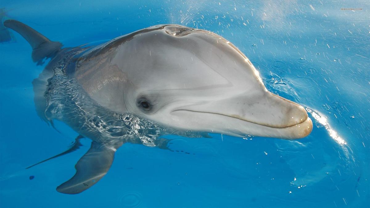 cute-dolphin-2-HD
