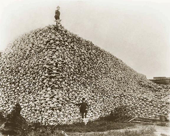 Bison skull pile ca1870