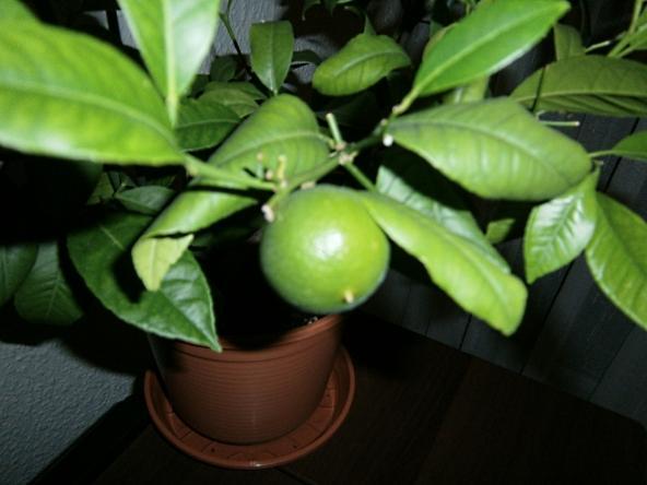 e2e895 1 Lemonenbaum