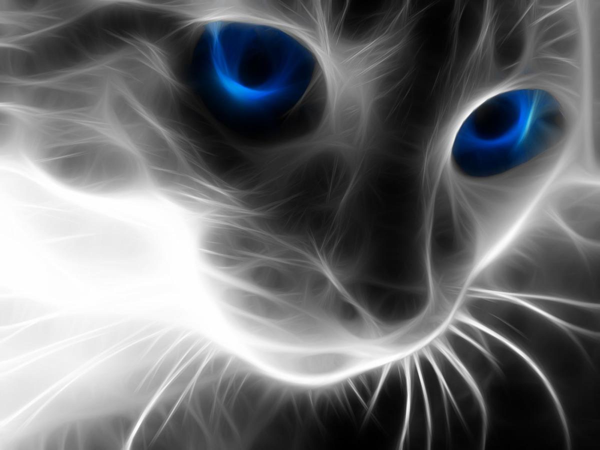 Wallpaper Cat Blue Eyes