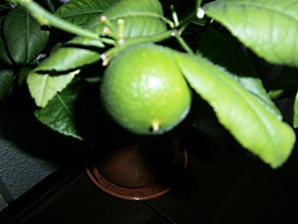 bbbd4c 2 Lemonenbaum