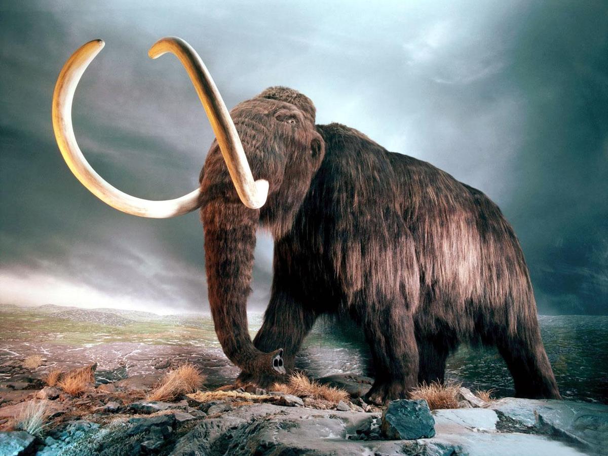 mammut-elephant