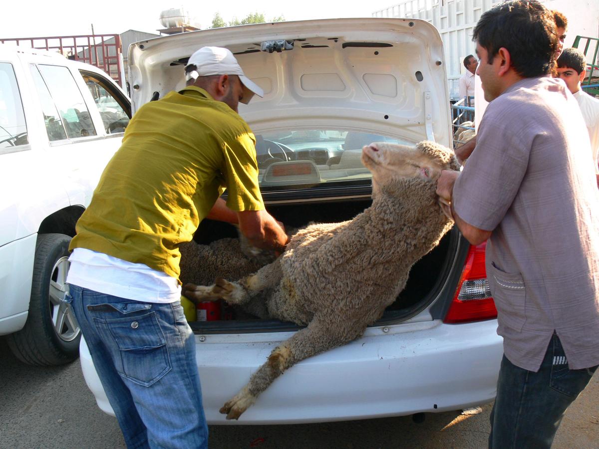 Manhandling trussed Australian sheep int