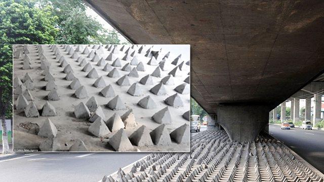 Homeless-spikes-under-bridge-in-China