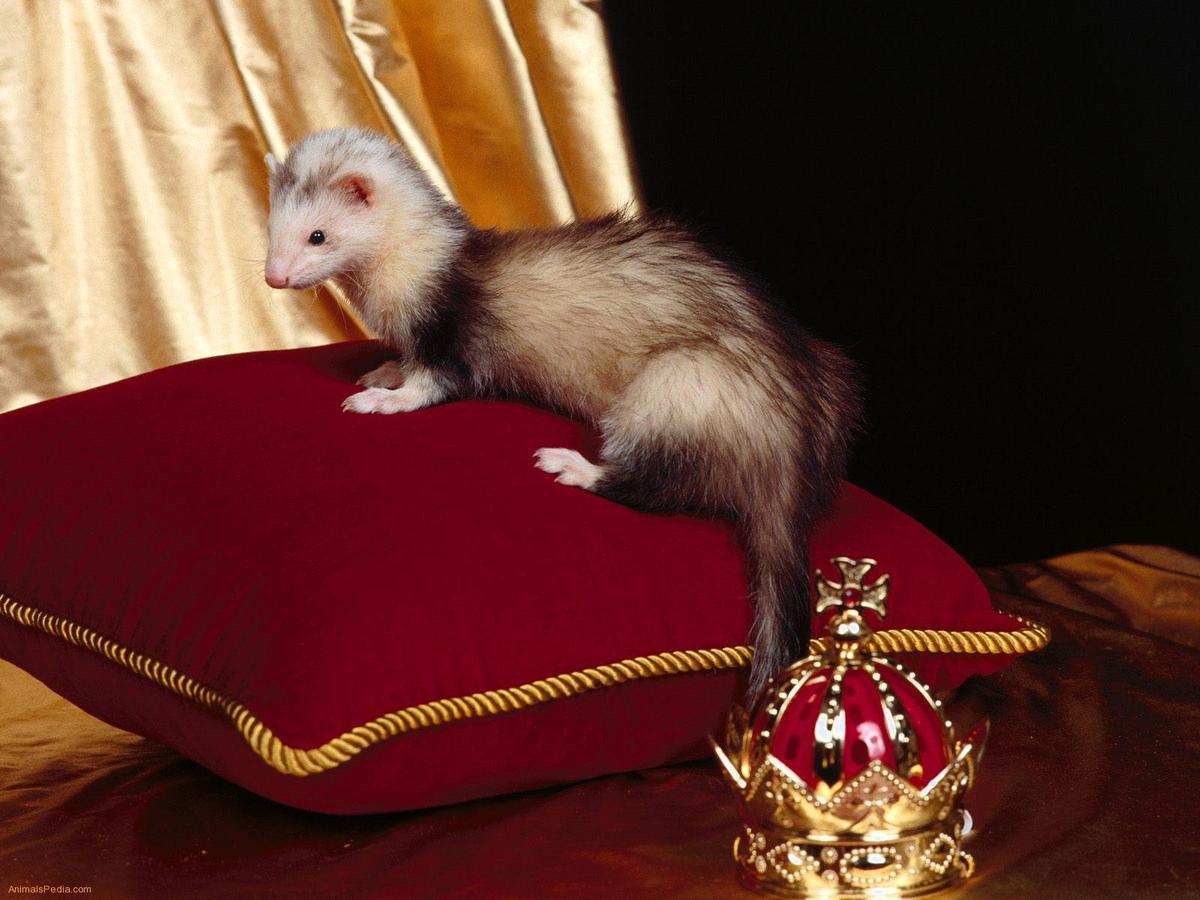 Cute-Ferret-On-A-Throne-ferrets-13818791
