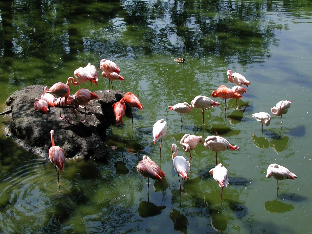 Flamingo-tri