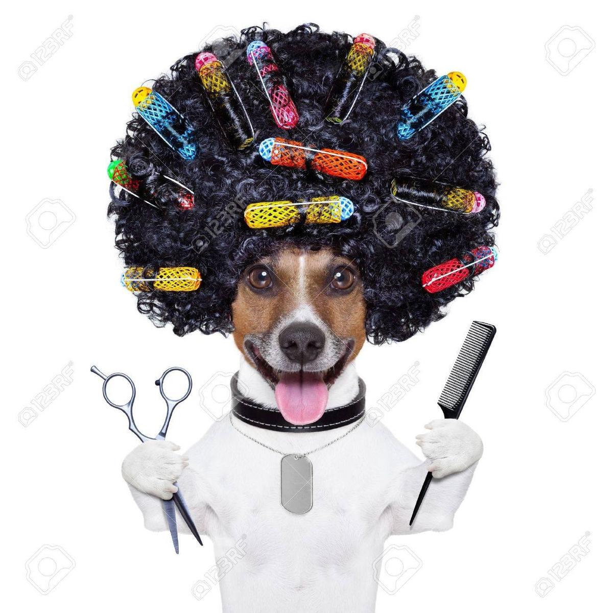 21419409-afro-look-dog-with-very-big-cur
