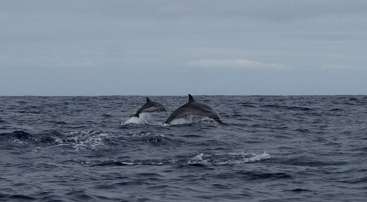 30ced0196262 Streifen-Delfin Mutter mit Kalb im Sprun