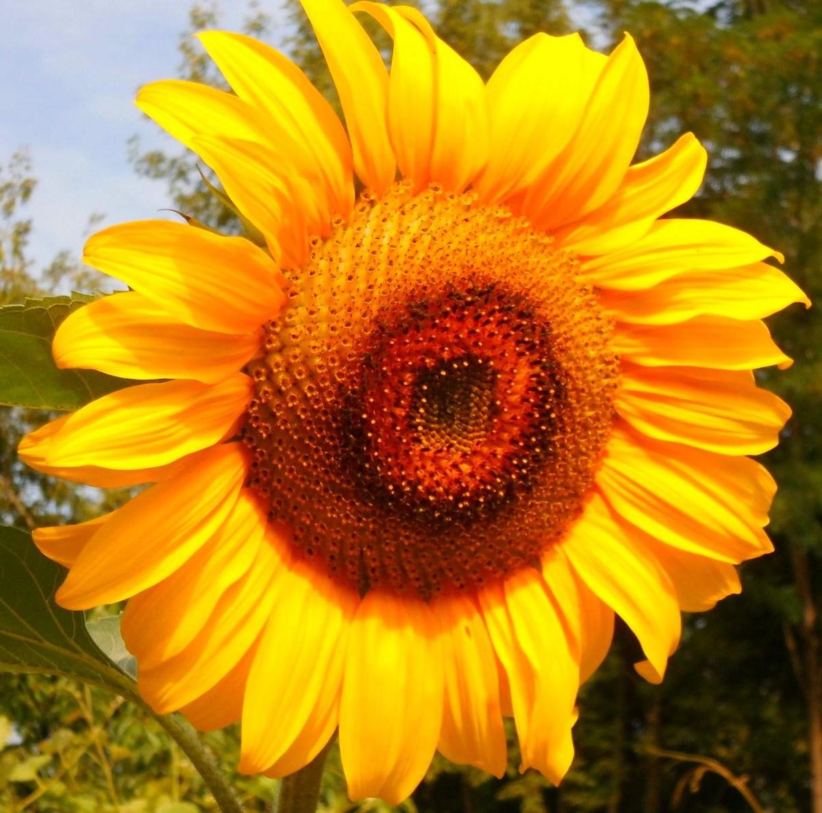 Sonnenblume Ava