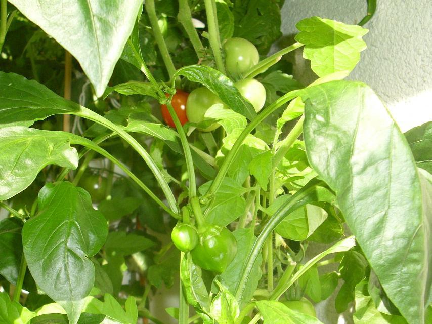 tomaten und pritamin