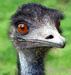 Profil von emu63