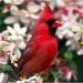 Profil von Red.Bird