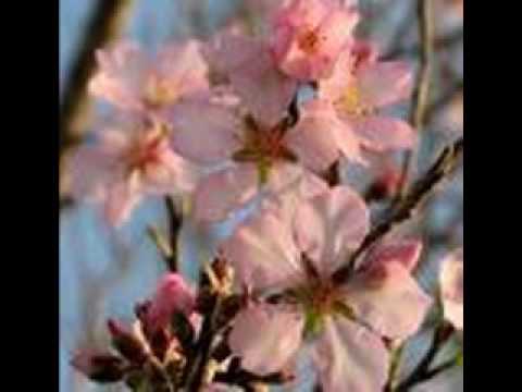 Youtube: Almond Flowers-Frozen Plasma