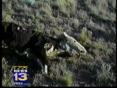 Youtube: Fbi files say 8000 cows mutilated and abducted (april 2011)