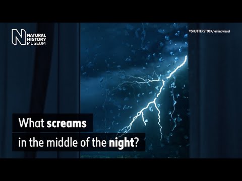 Youtube: What screams in the night? The spine-chilling night noises made by animals | Natural History Museum