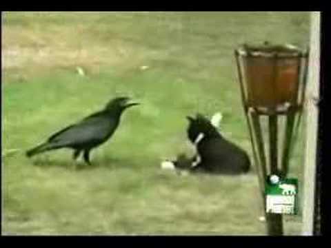 Youtube: Crow adopts kitten